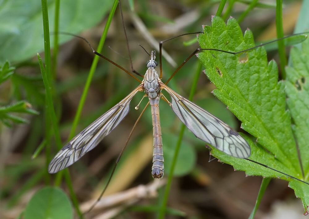 Tipula nubeculosa