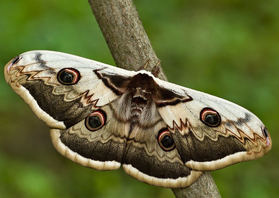 Saturnia pyri