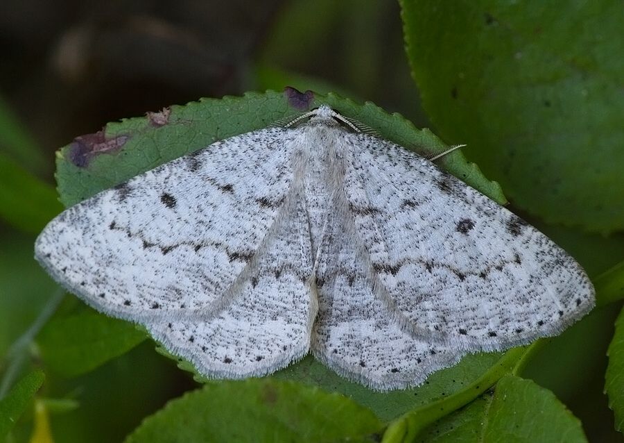 Elophos dilucidaria