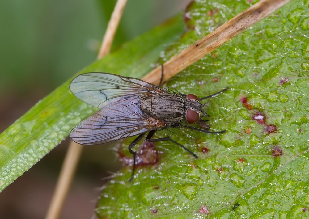 Anthomyia liturata