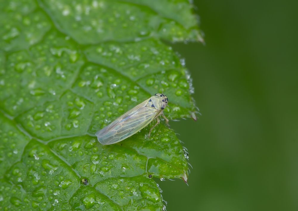 Macrosteles sp.