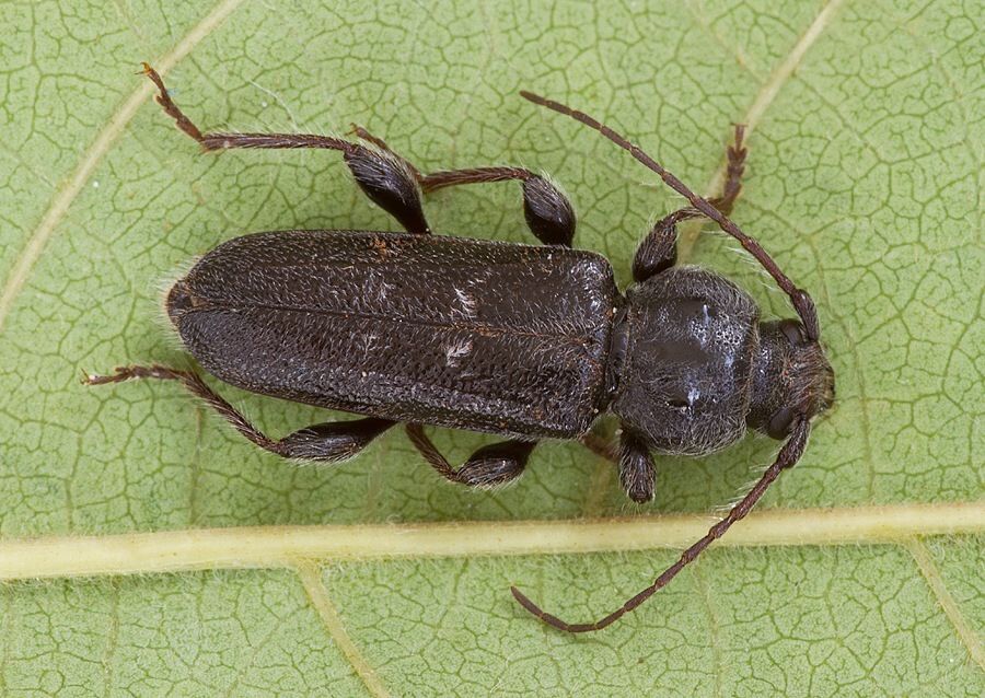 Hylotrupes bajulus