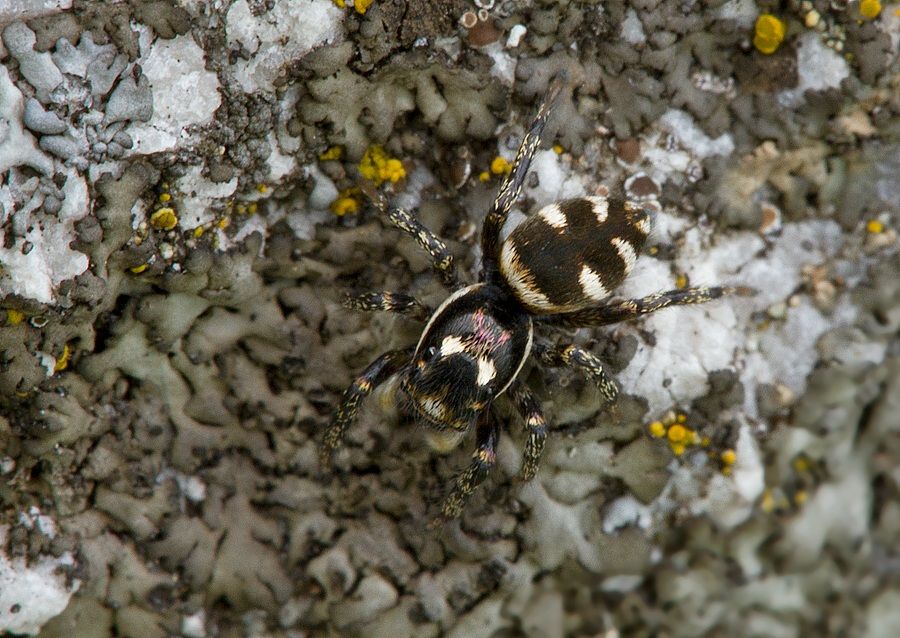Salticus scenicus