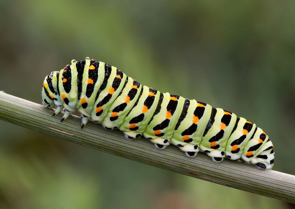 Papilio machaon