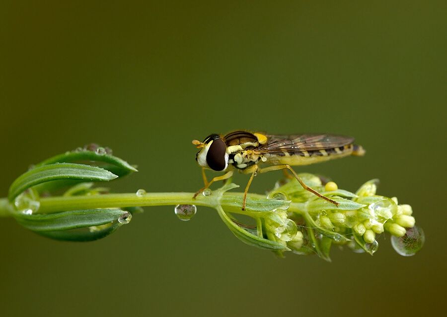 Sphaerophoria scripta