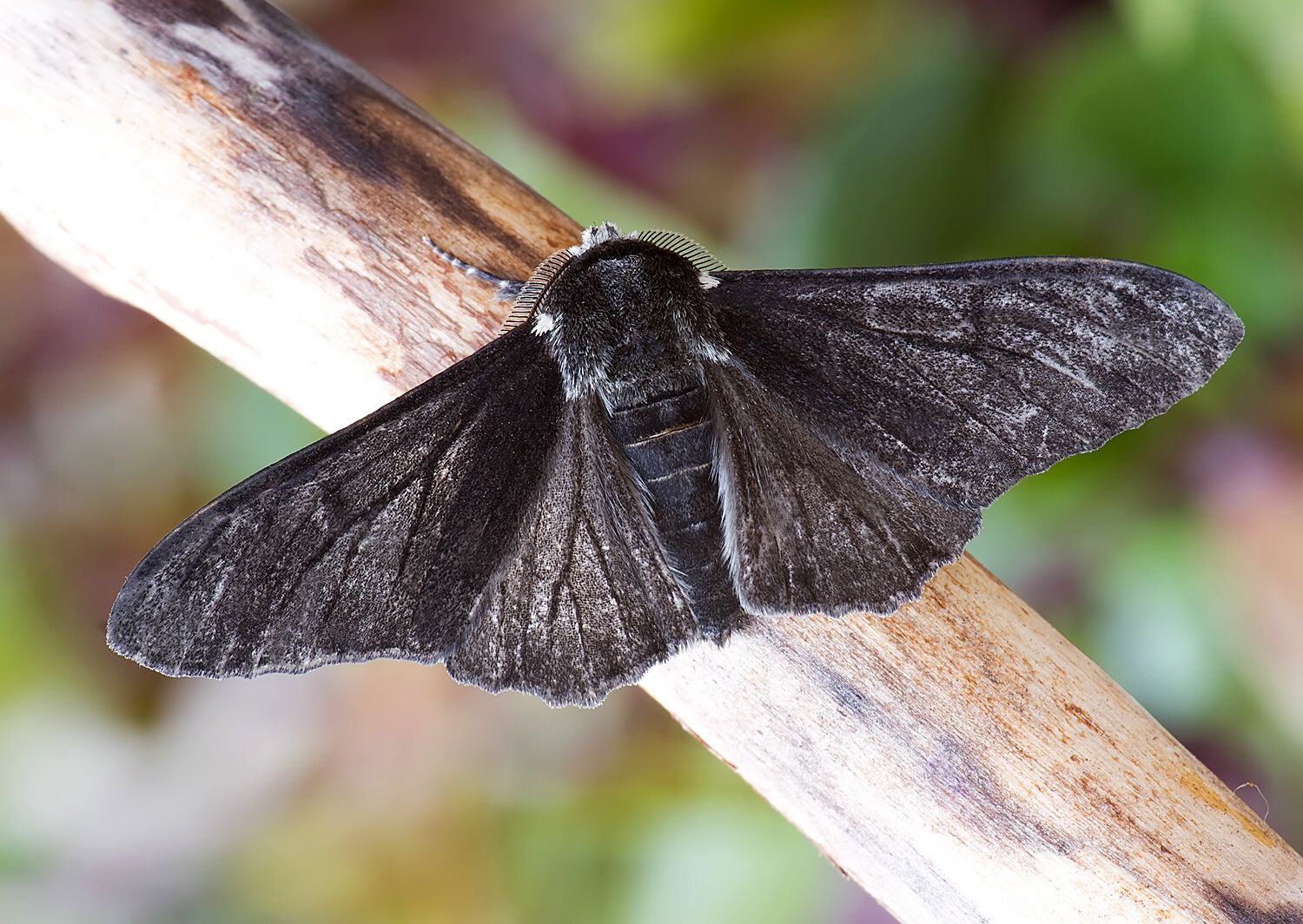 Biston betularia