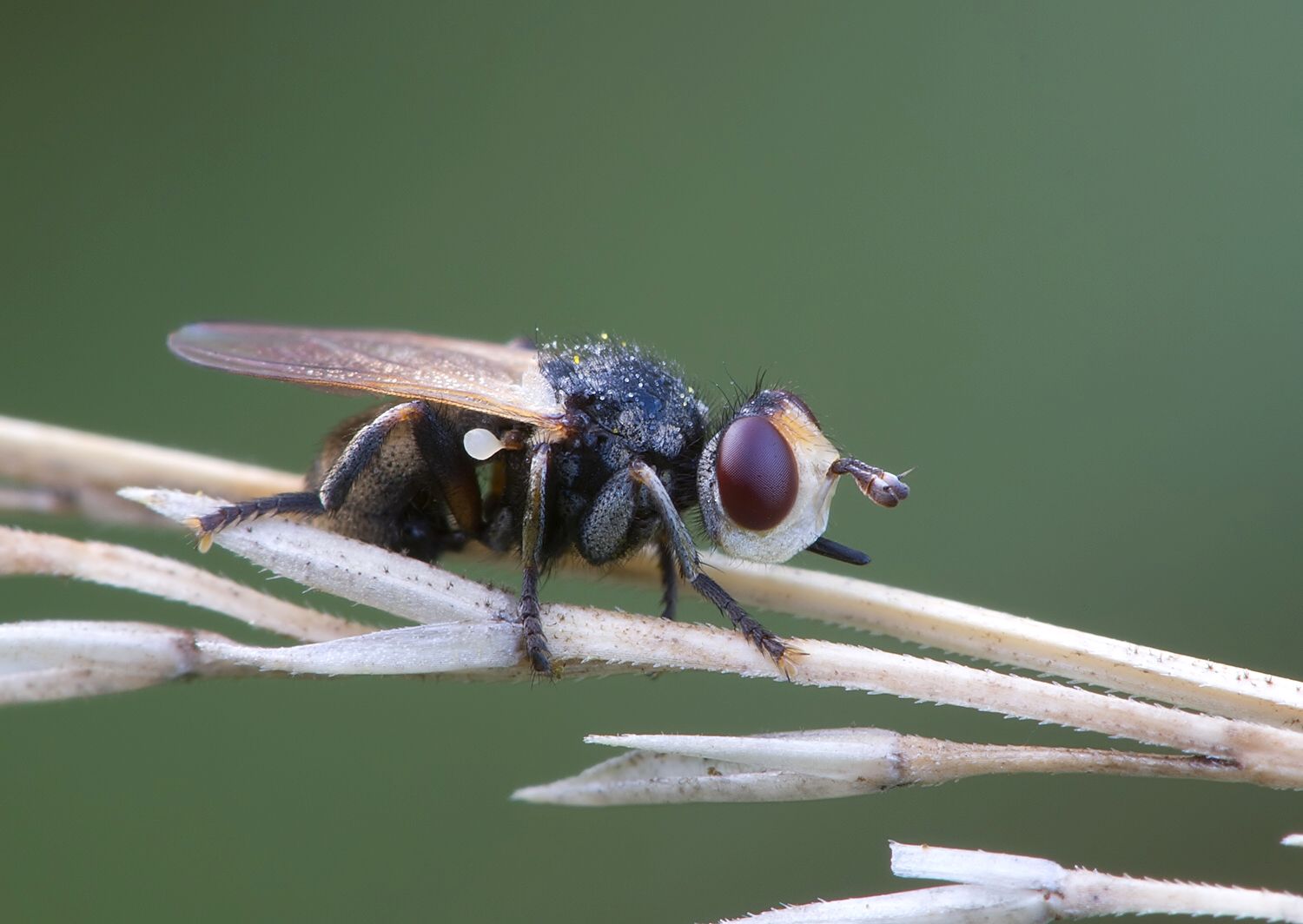 Myopa occulta