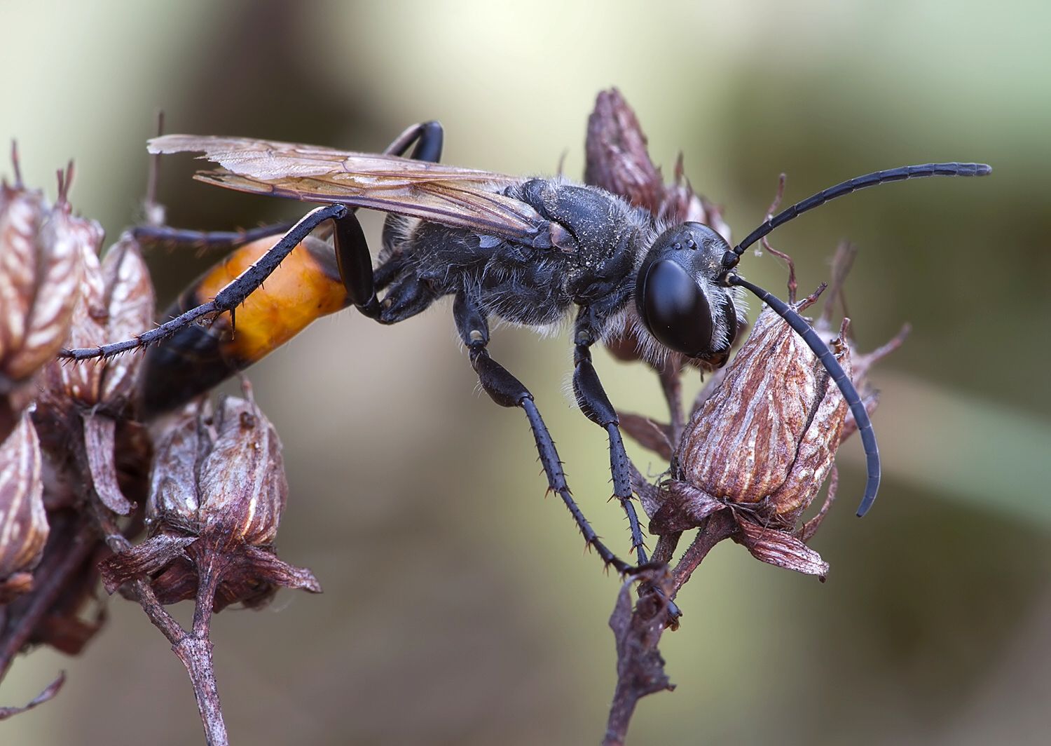 Sphex funerarius