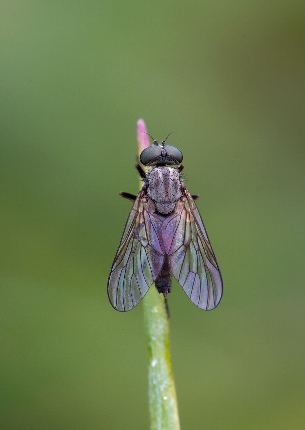 Symphoromyia immaculata