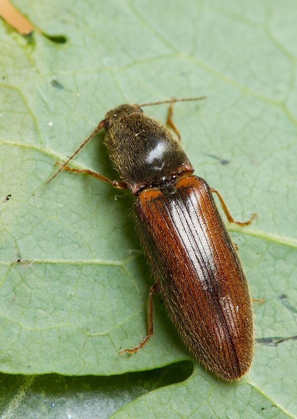 Athous vittatus