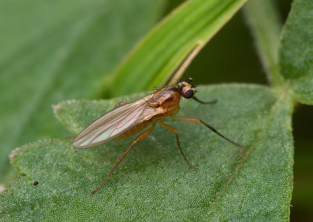 Lonchoptera strobli