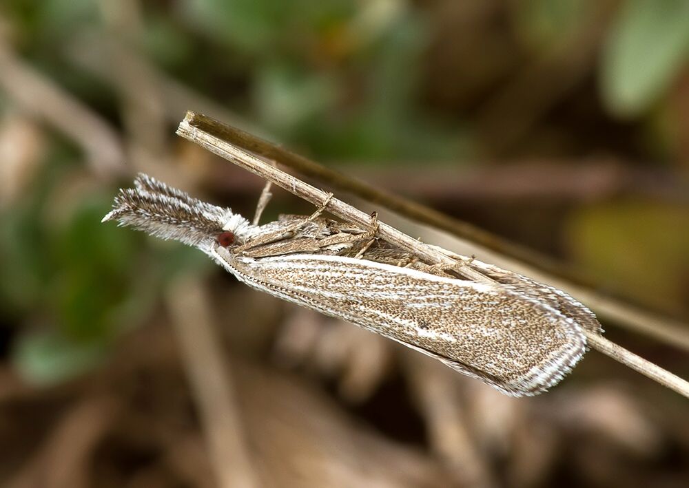 Minetia crinitus cf.