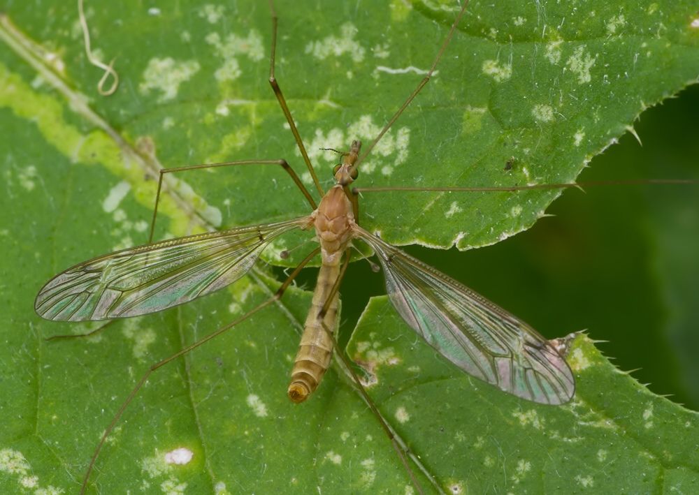 Tipula luna