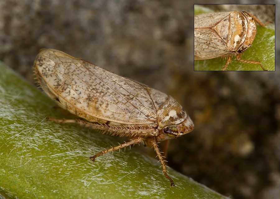 Selenocephalus obsoletus