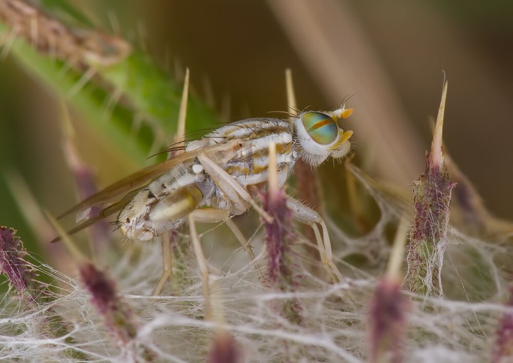 Terellia longicauda