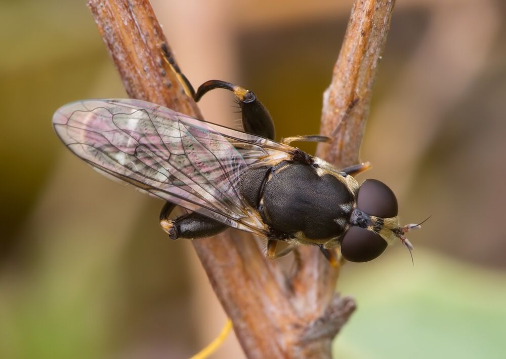 Syritta pipiens