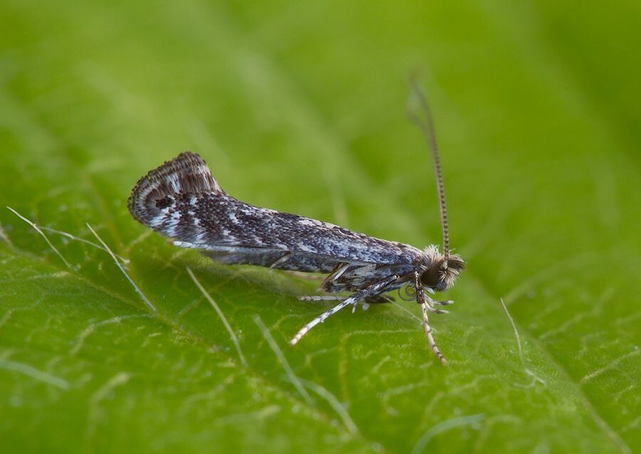 Parornix torquillella