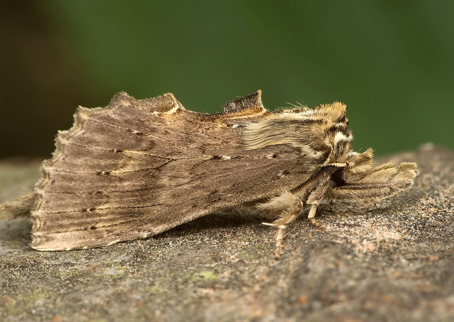 Pterostoma palpina