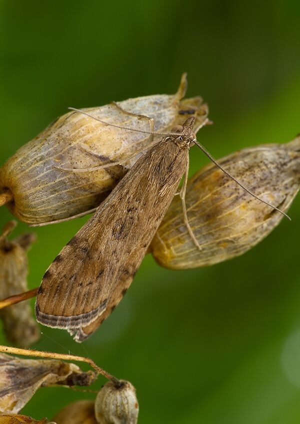 Nomophila noctuella