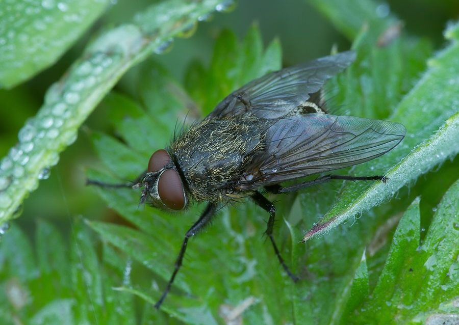 Pollenia rudis