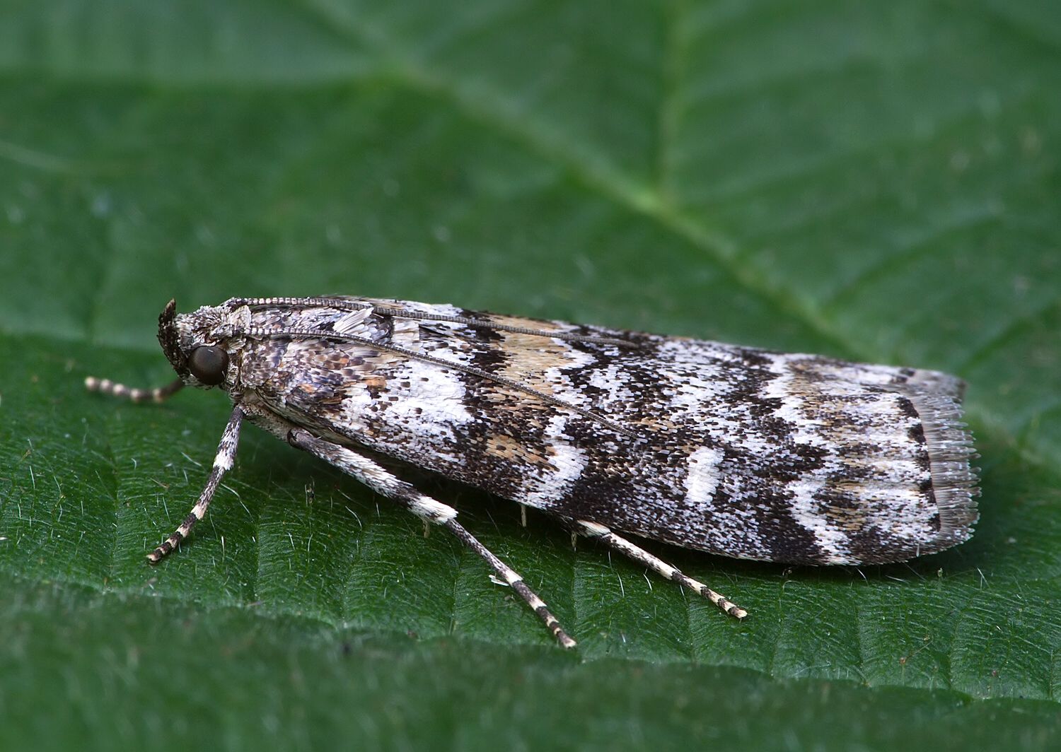 Dioryctria abietella
