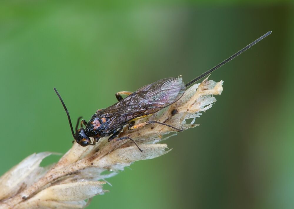 Bracon sp.