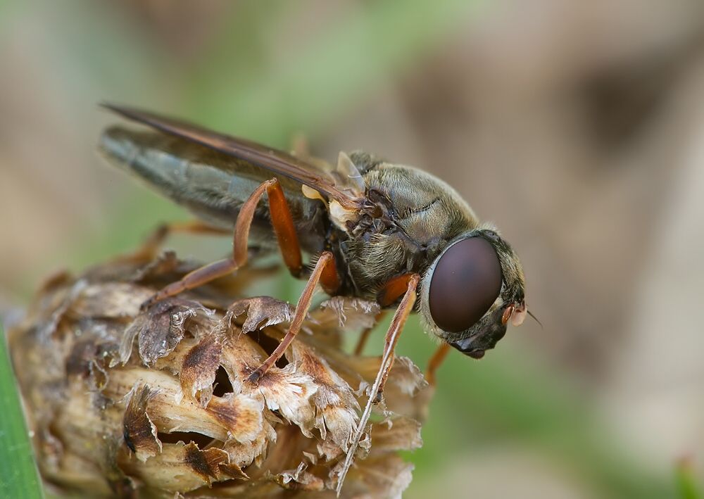 Cheilosia flavipes