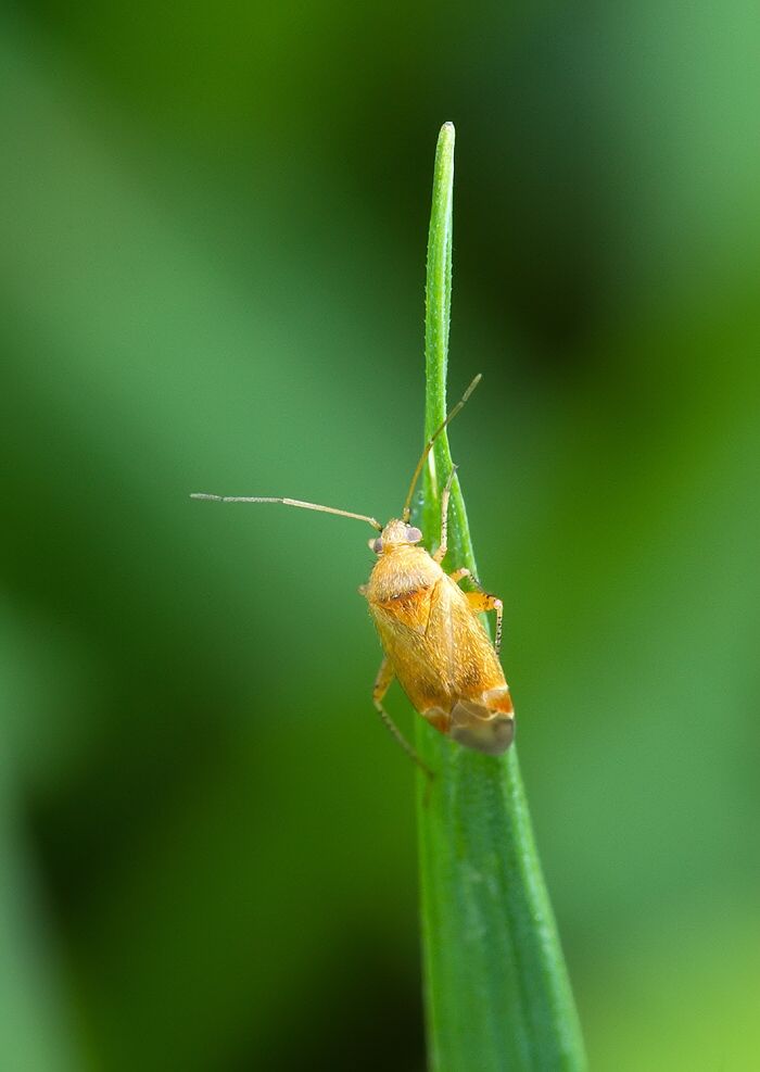 Psallus varians cf.