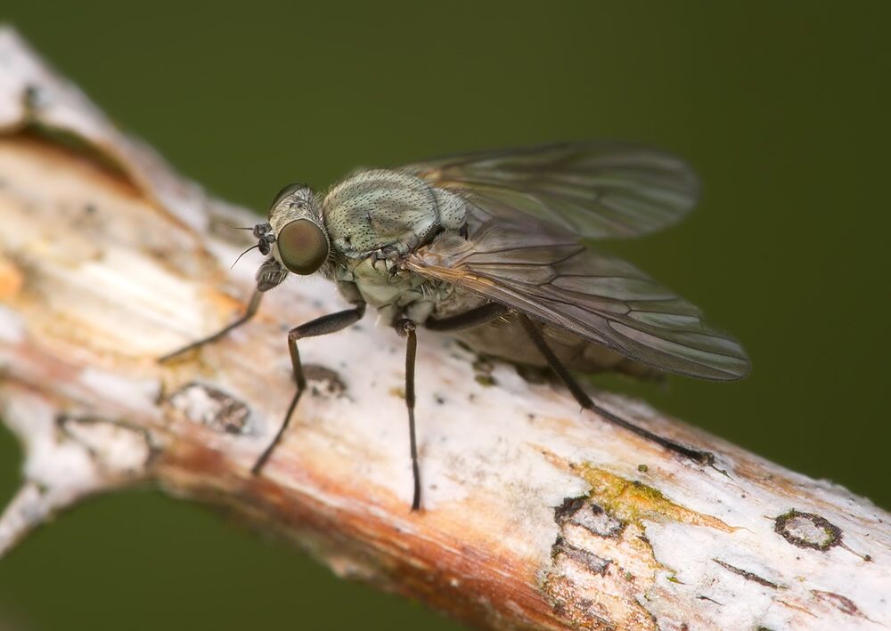 Symphoromyia immaculata