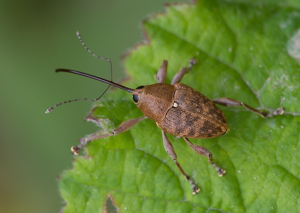 Curculio betulae