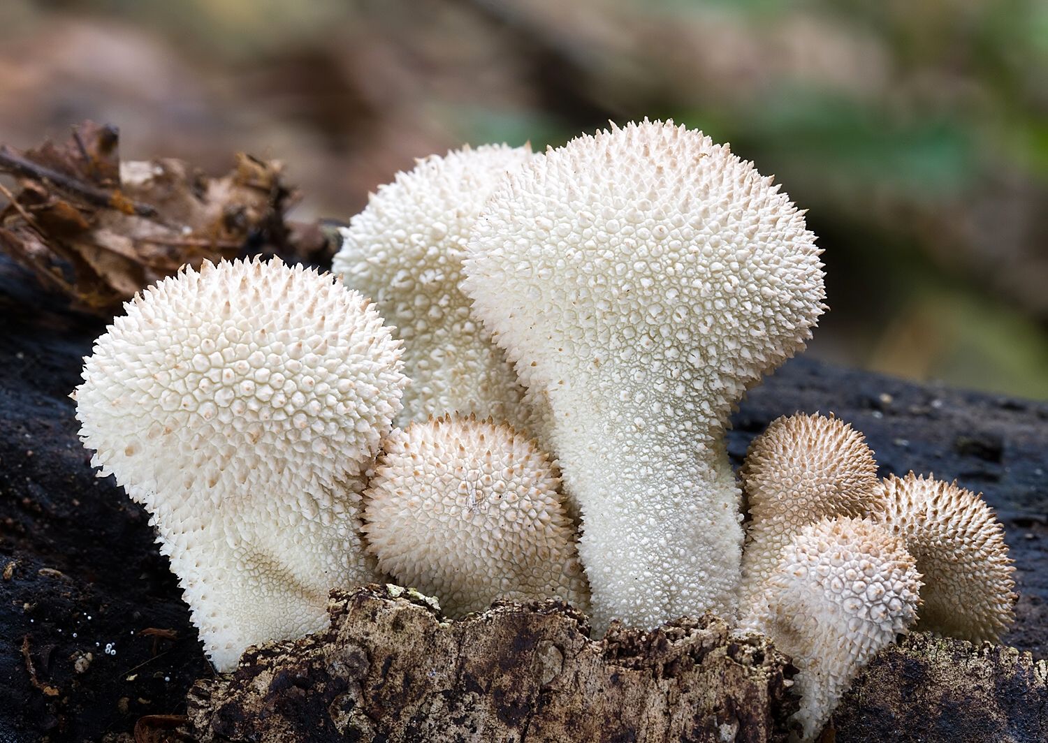 Lycoperdon perlatum