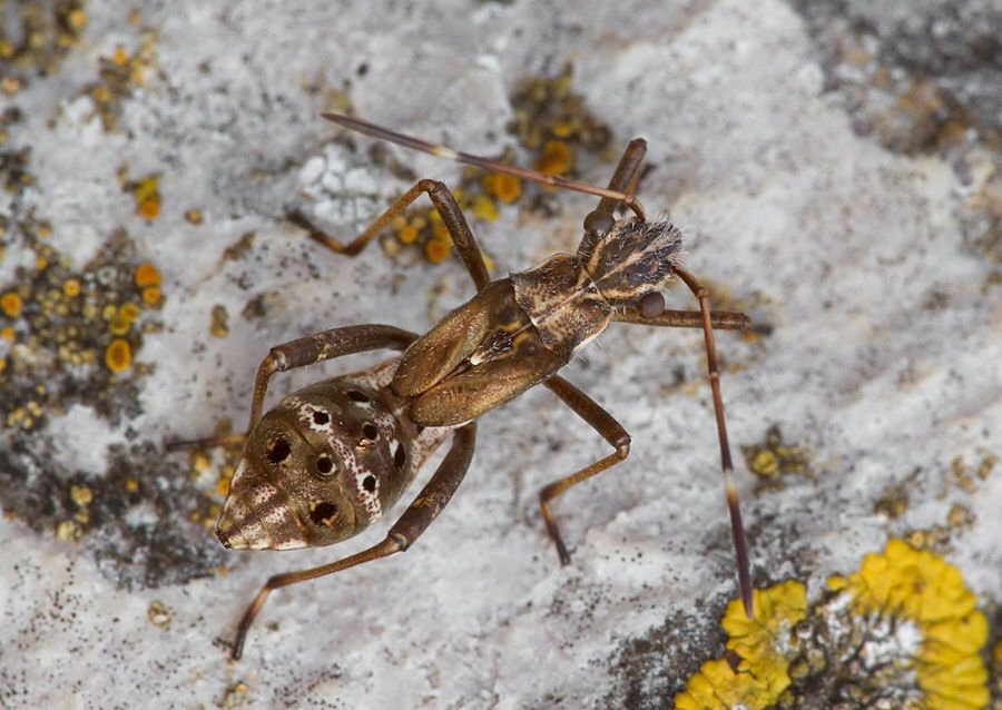 Camptopus lateralis