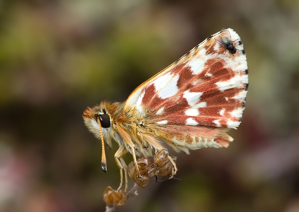 Spialia sertorius