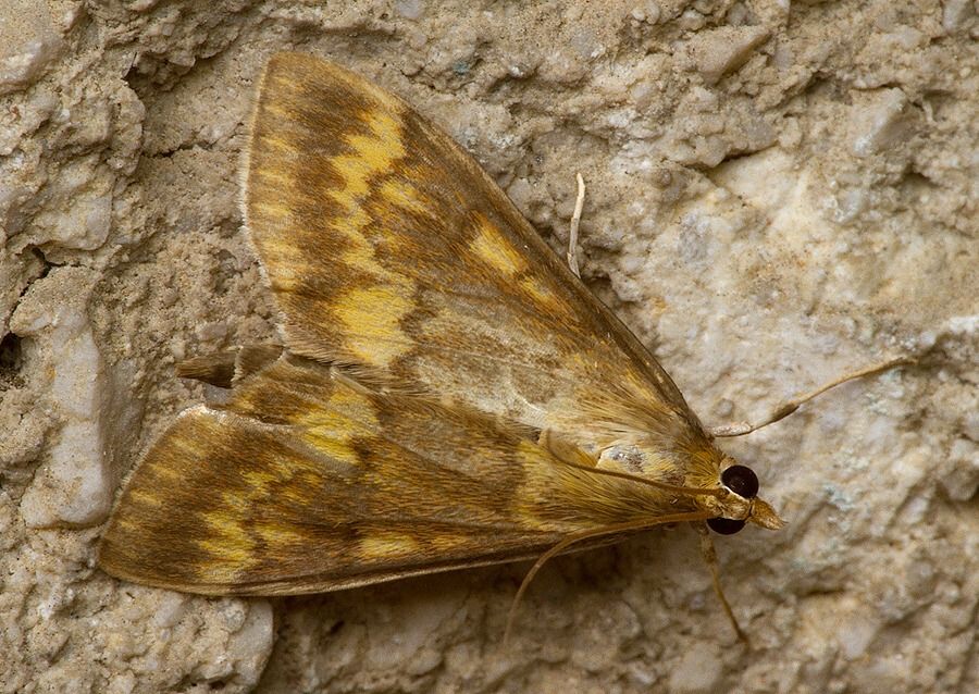 Ostrinia nubilalis