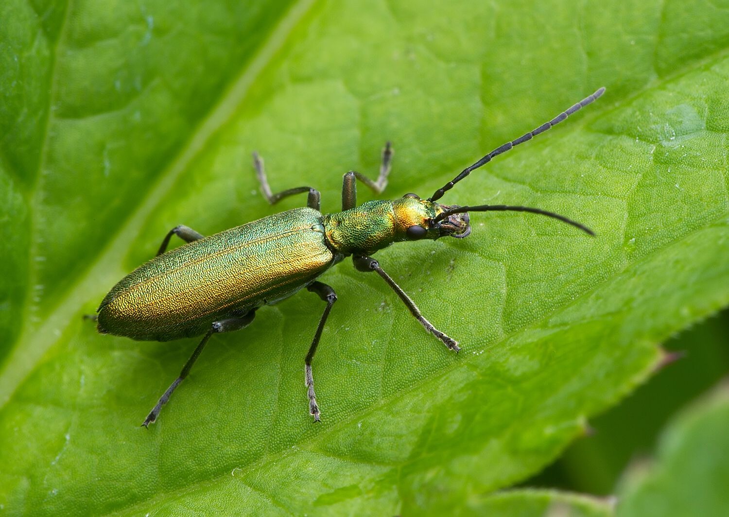 Chrysanthia viridissima