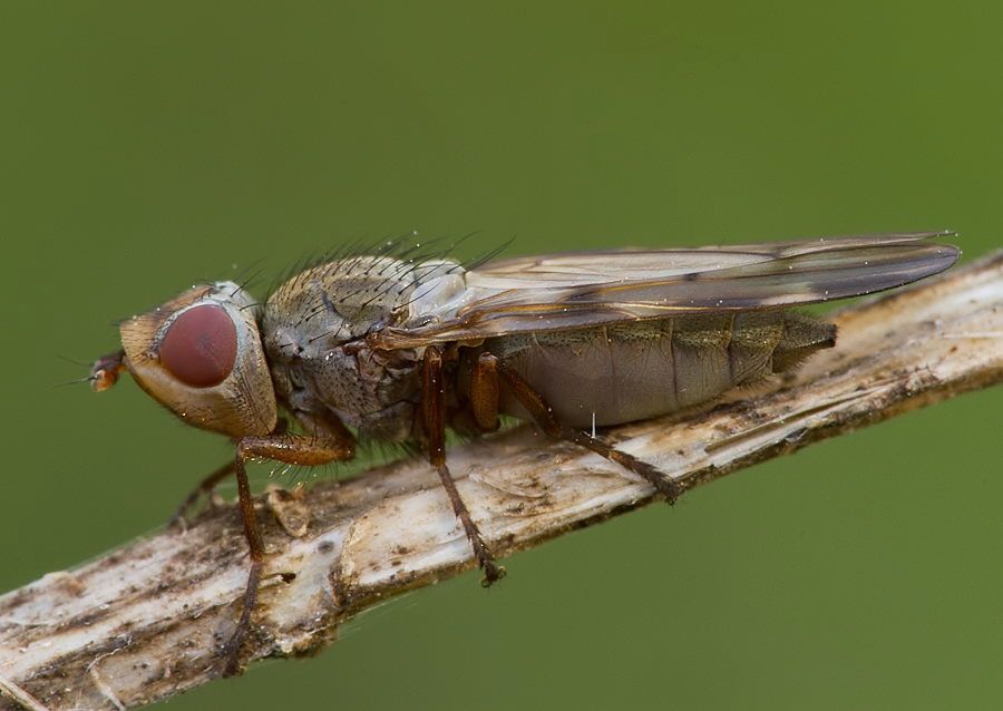 Melieria picta