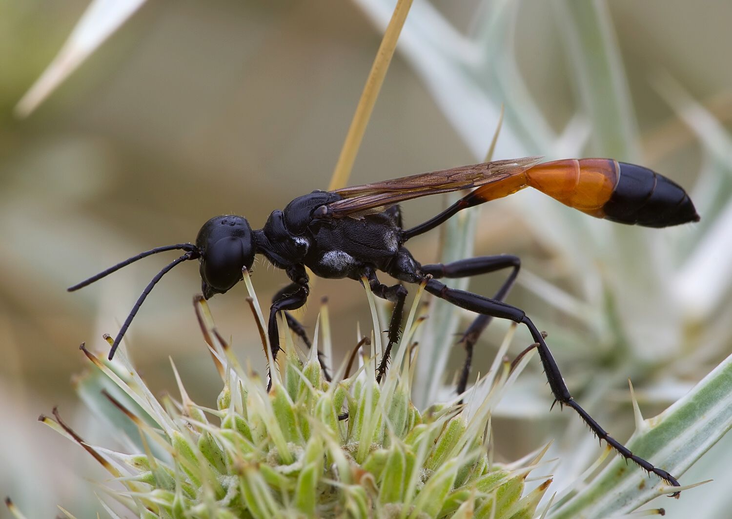 Ammophila campestris