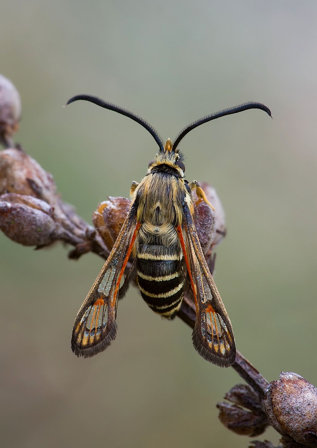 Bembecia ichneumoniformis