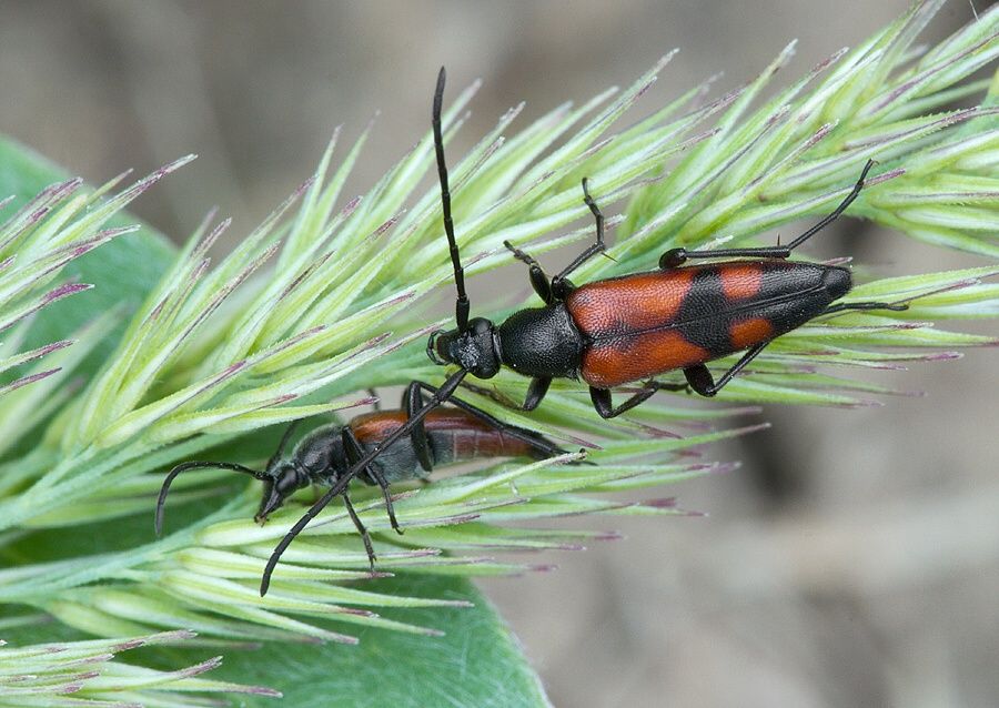 Stenurella bifasciata