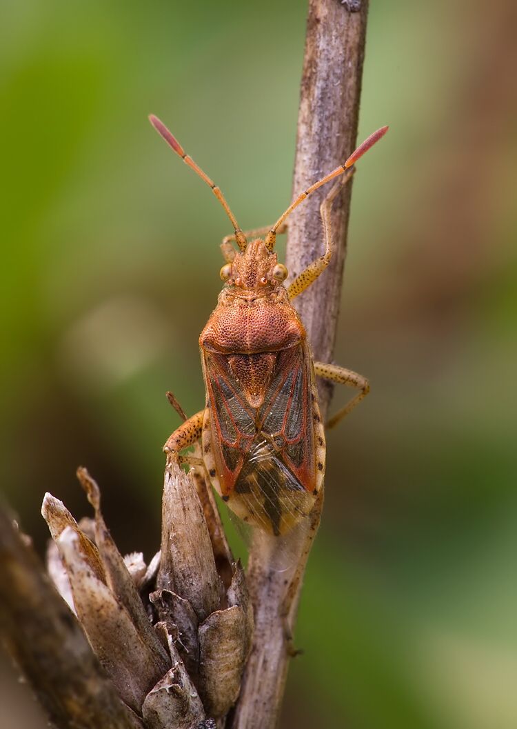 Stictopleurus abutilon