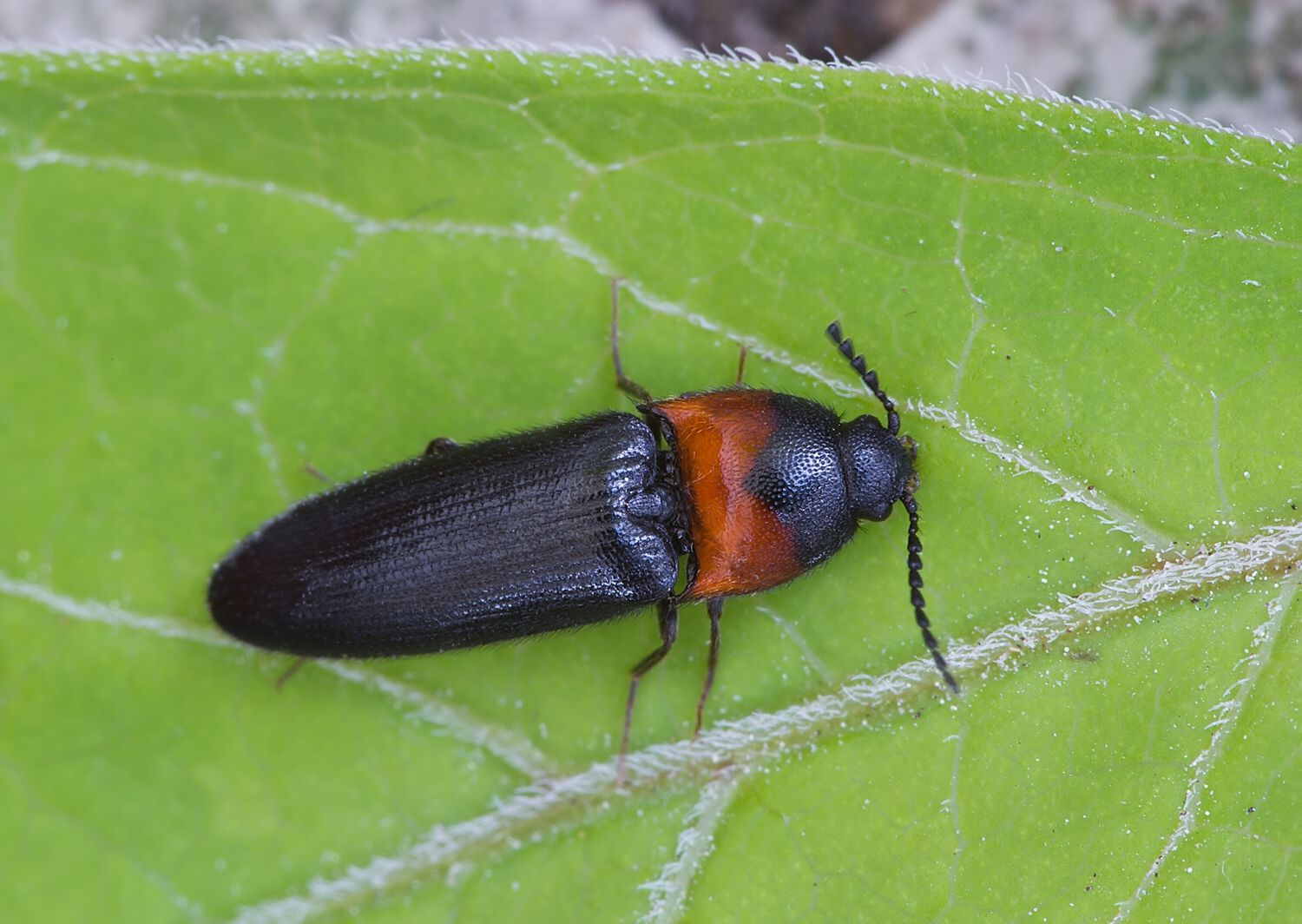 Ampedus sinuatus