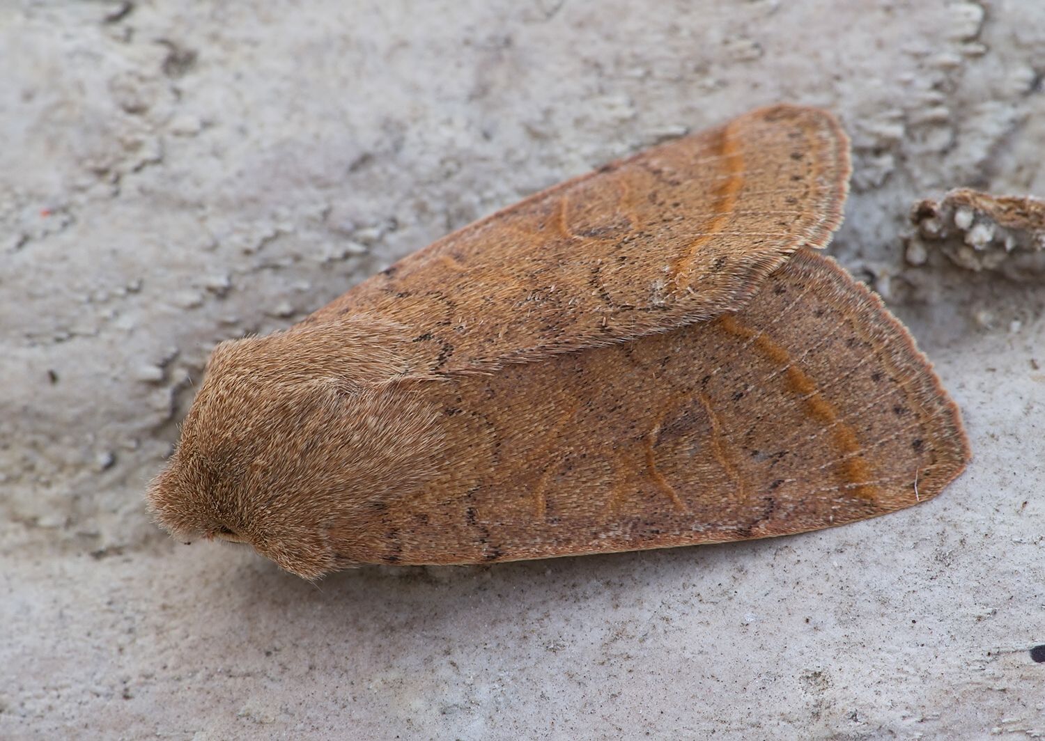 Orthosia cerasi