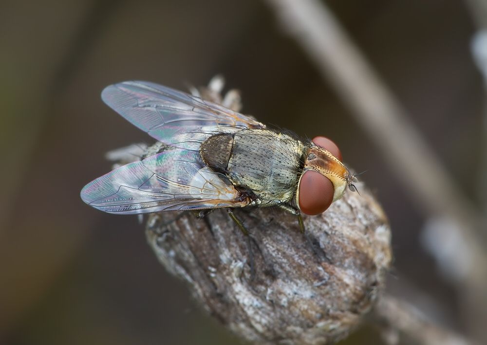 Miltogramma punctata