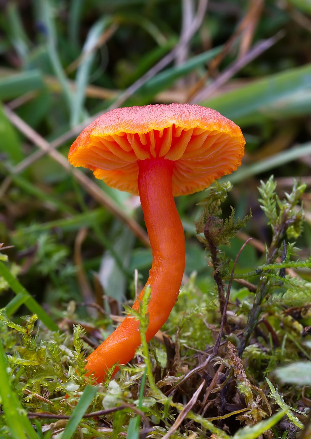 Hygrocybe miniata