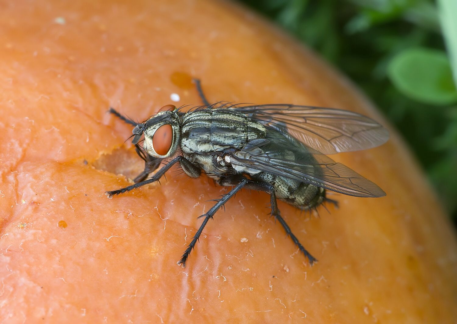 Sarcophaga carnaria