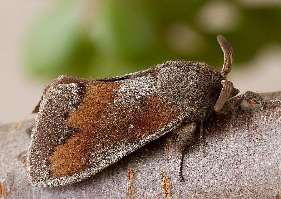 Dendrolimus pini