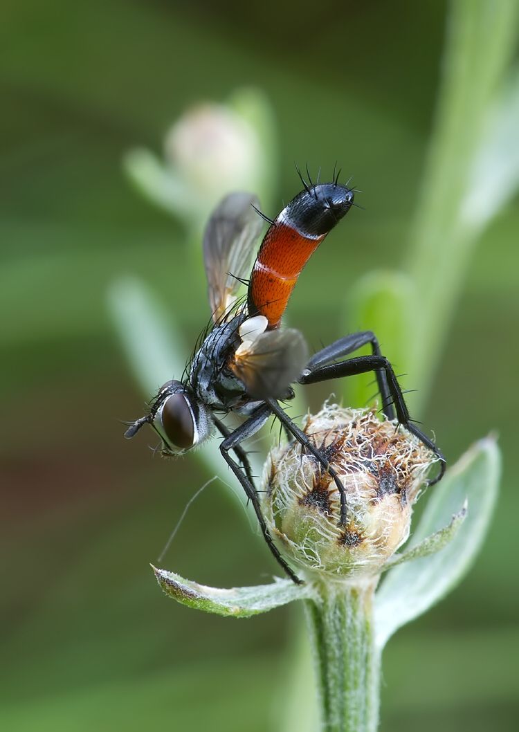 Cylindromyia brassicaria