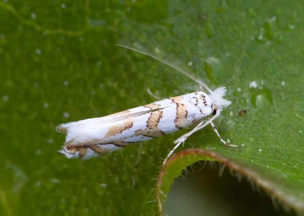 Phyllonorycter kuhlweiniella