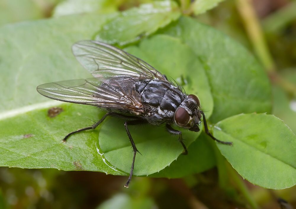 Polietes lardarius