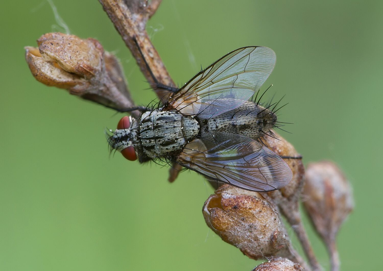 Zeuxia cinerea